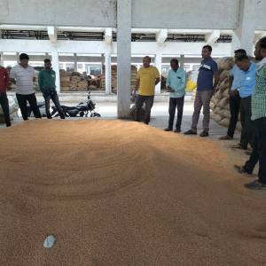 dhannya_bajara_lilava_original