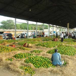 mukhya_bajara_avara__santra_seda_5_original